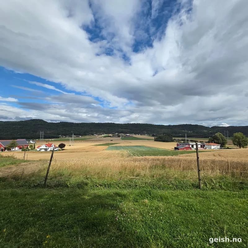 Kornåker i kveldslys utenfor Skien