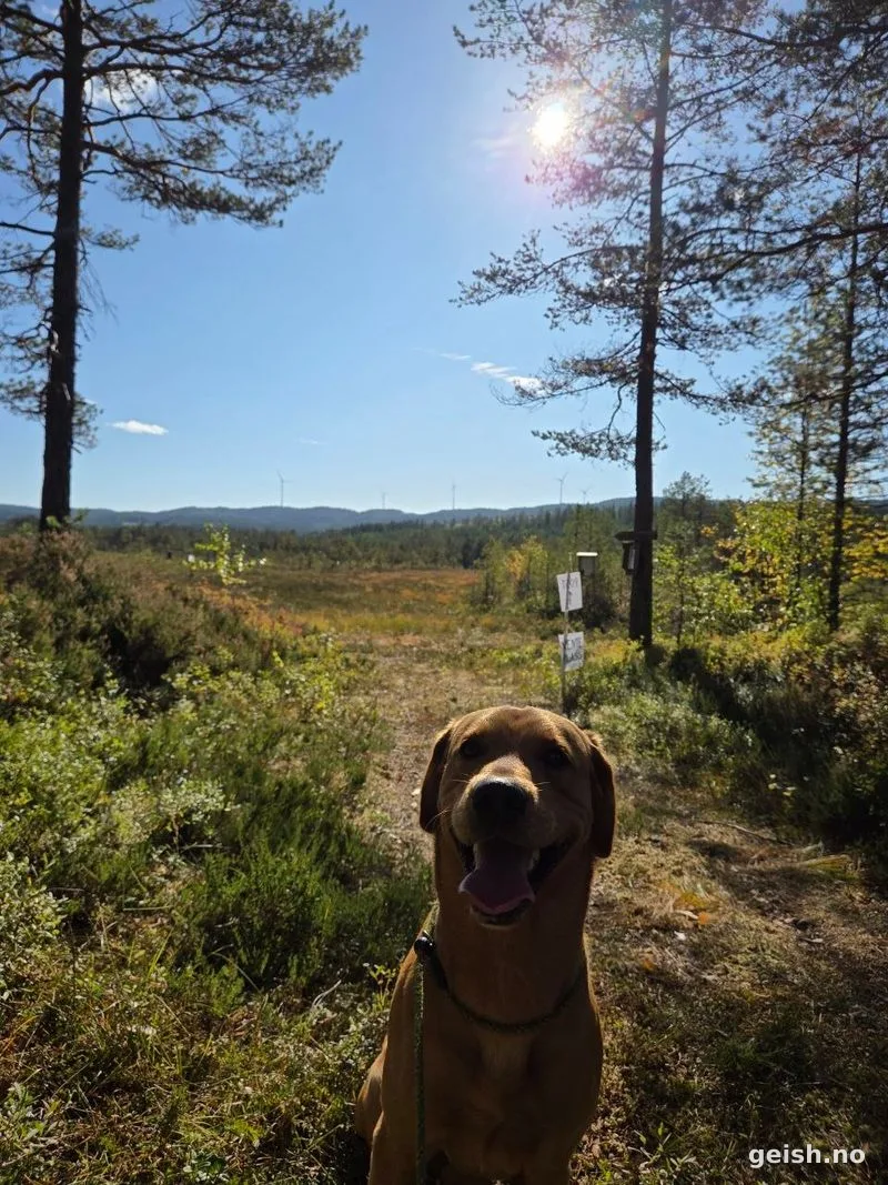Linus sitter på myra i høstfarget lyng, tunga ute, vindmøller på horisonten